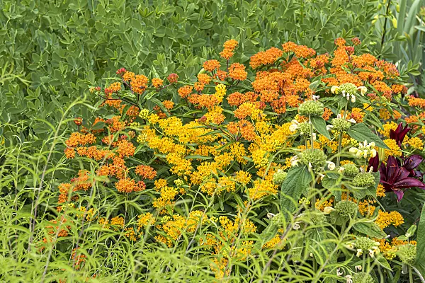 638033 - Butterfly milkweed (Asclepias tuberosa)