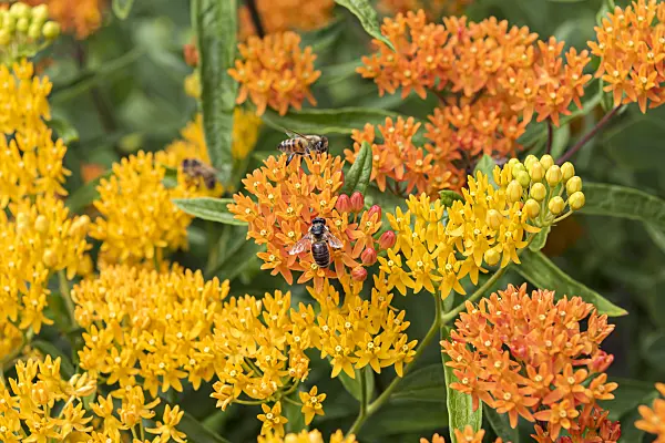 638035 - Butterfly milkweed (Asclepias tuberosa)