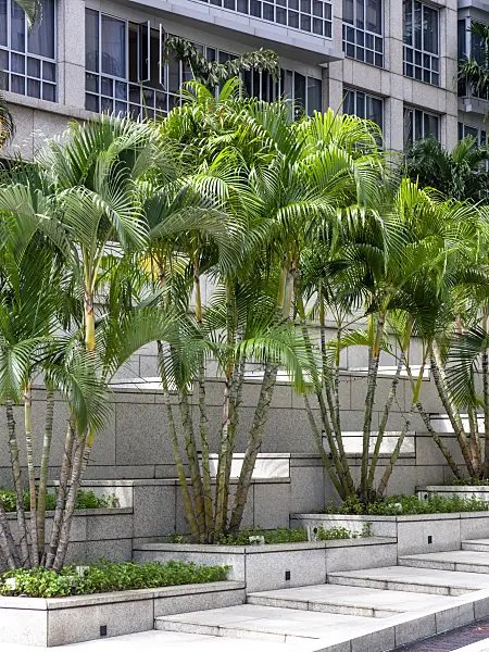 434158 - Butterfly palm (Dypsis lutescens syn. Chrysalidocarpus lutescens), Singapore
