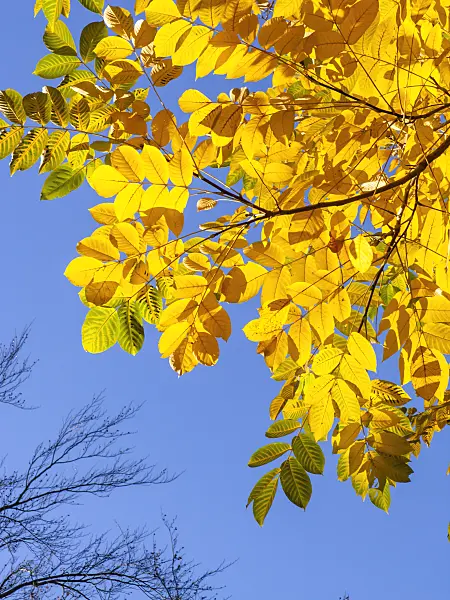 431026 - Butternuss (Juglans cinerea)