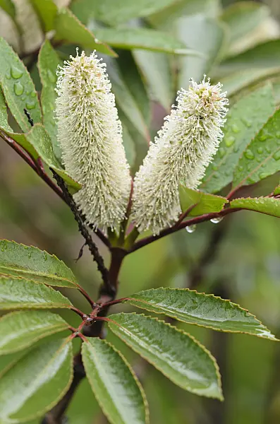 549103 - Butterspoon tree (Cunonia capensis)