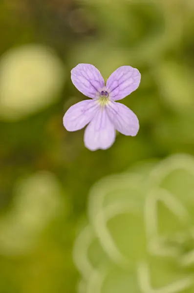 547334 - Butterwort (Pinguicula cyclosecta x emarginata)