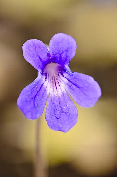 555078 - Butterwort (Pinguicula fiorii x grandiflora subsp. rosea)