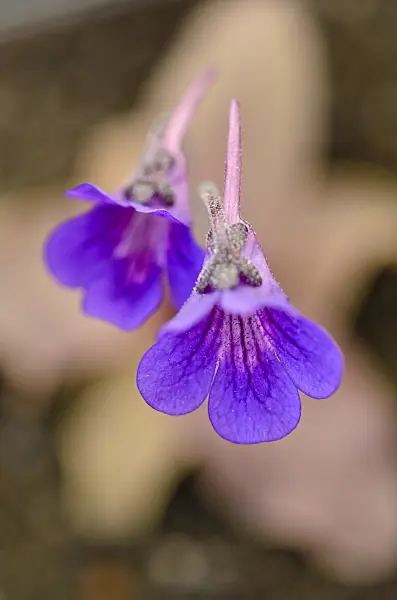 555083 - Butterwort (Pinguicula grandiflora 'Rio Ara')
