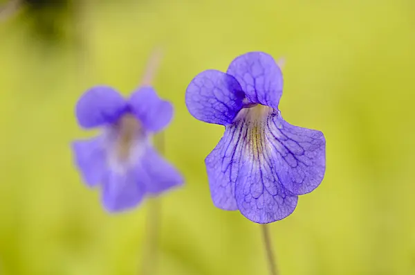 555081 - Butterwort (Pinguicula grandiflora subsp. rosea x vallisneriifolia)