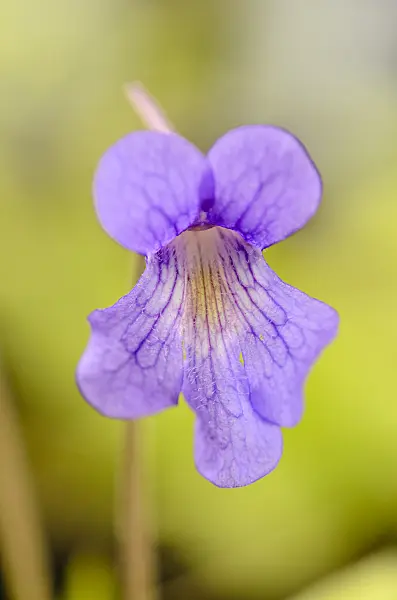 555082 - Butterwort (Pinguicula grandiflora subsp. rosea x vallisneriifolia)