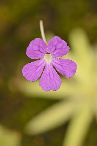 547347 - Butterwort (Pinguicula moctezumae x emarginata)