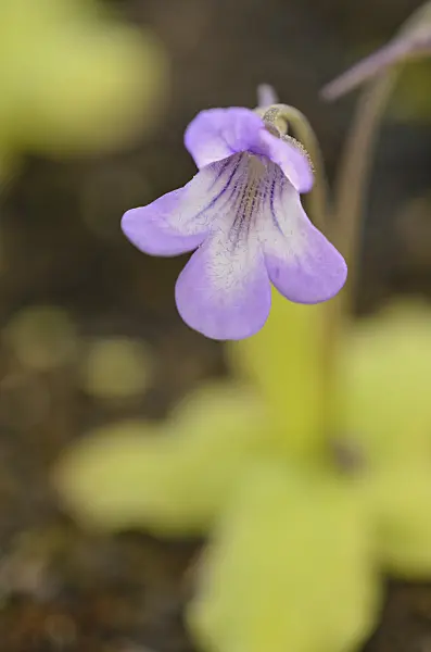 555080 - Butterwort (Pinguicula nevadensis x poldinii)