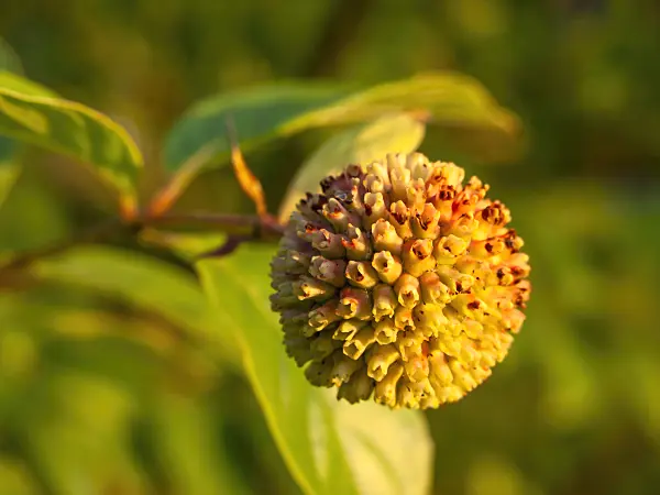 441153 - Button bush (Cephalanthus occidentalis)