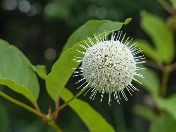 450061 - Button bush (Cephalanthus occidentalis)