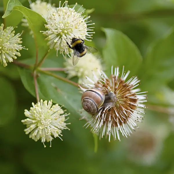 490039 - Button bush (Cephalanthus occidentalis)