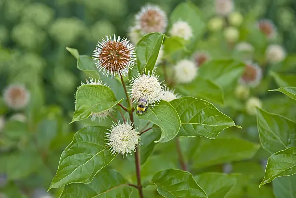 502138 - Button bush (Cephalanthus occidentalis)