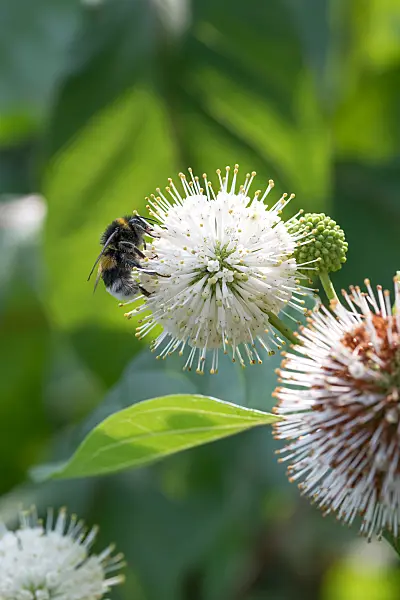 664069 - Button bush (Cephalanthus occidentalis)