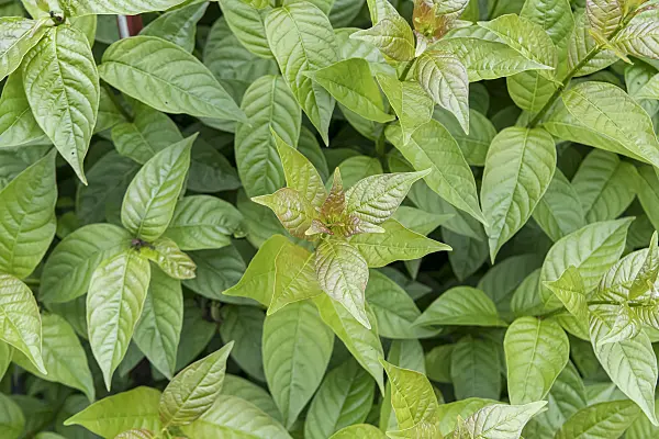 607022 - Button bush (Cephalanthus occidentalis 'Sugar Shack')