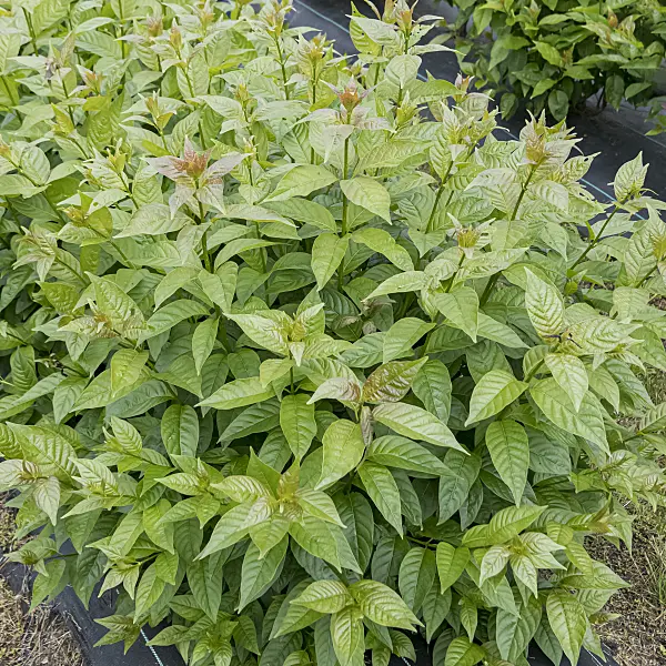 607023 - Button bush (Cephalanthus occidentalis 'Sugar Shack')