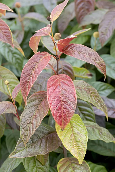 635024 - Button bush (Cephalanthus occidentalis 'Sugar Shack')
