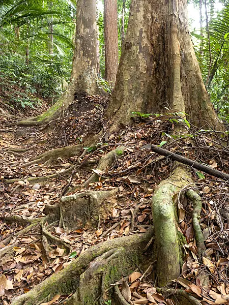 434351 - Buttress roots