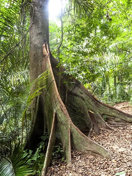 434352 - Buttress roots