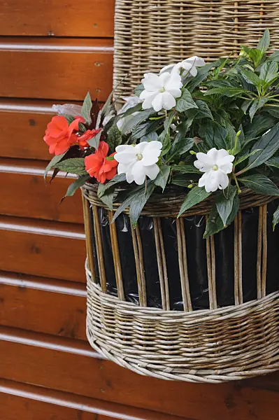 488084 - Buzy Lizzie (Impatiens walleriana)