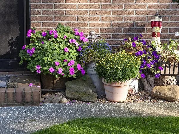441014 - Buzy Lizzie (Impatiens walleriana), lobelias (Lobelia), petunias (Petunia) and chrysanthemums (Chrysanthemum)