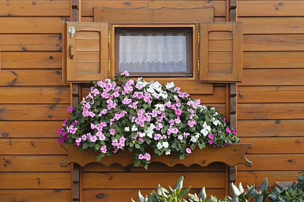476100 - Buzy Lizzies (Impatiens walleriana) at a garden house