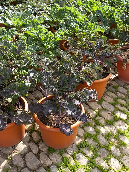 453050 - Cabbage (Brassica oleracea)