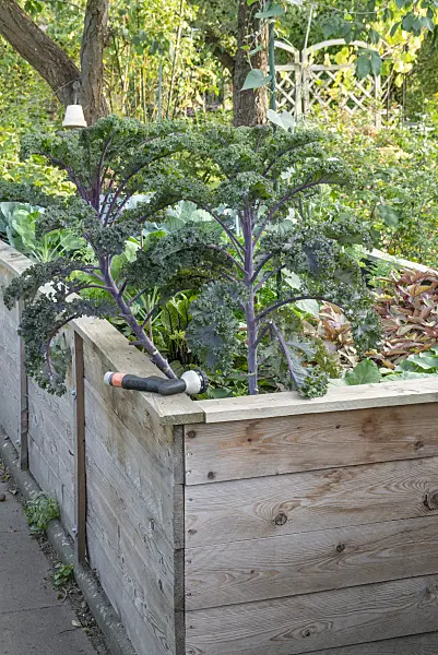 625019 - Cabbage (Brassica oleracea) in a raised bed