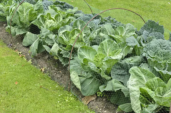 521364 - Cabbage (Brassica oleracea) with bird net