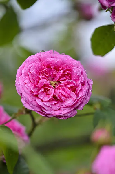 521020 - Cabbage rose (Rosa x centifolia)