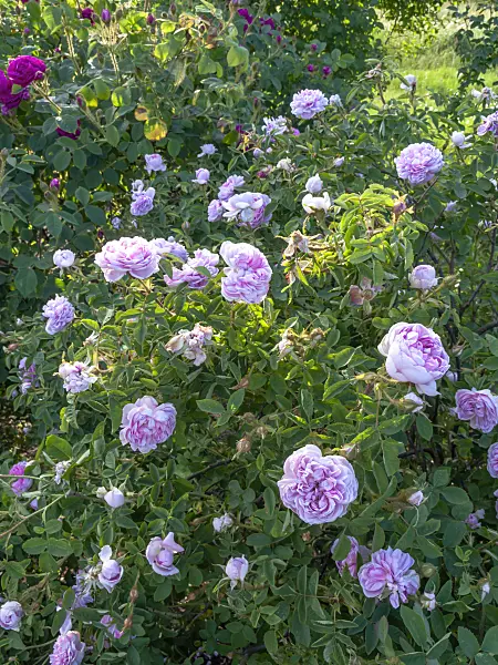 426011 - Cabbage rose (Rosa x centifolia 'Catherine de Wurttemberg')