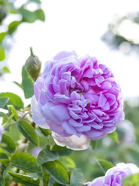 426012 - Cabbage rose (Rosa x centifolia 'Catherine de Wurttemberg')