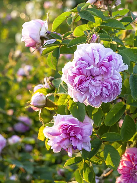 448096 - Cabbage rose (Rosa x centifolia 'Catherine de Wurttemberg')