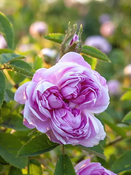 448097 - Cabbage rose (Rosa x centifolia 'Catherine de Wurttemberg')