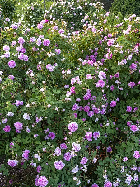 448120 - Cabbage rose (Rosa x centifolia 'Catherine de Wurttemberg')