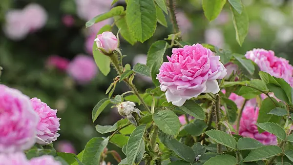 509082 - Cabbage rose (Rosa x centifolia 'Catherine de Wurttemberg')