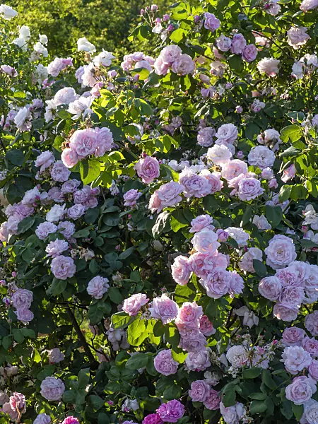 426205 - Cabbage rose (Rosa x centifolia 'Fantin-Latour')
