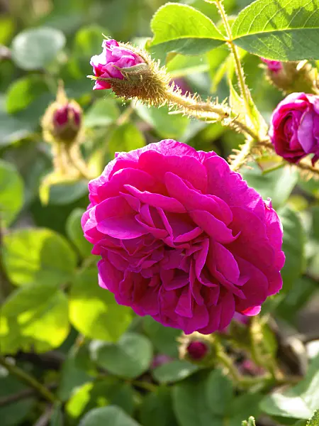 426004 - Cabbage rose (Rosa x centifolia 'Mme. William Paul')