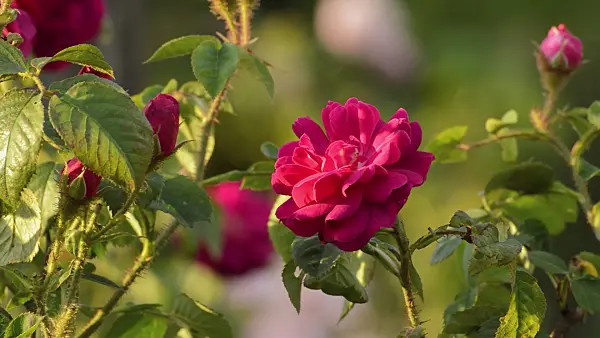 509081 - Cabbage rose (Rosa x centifolia 'Muscosa')