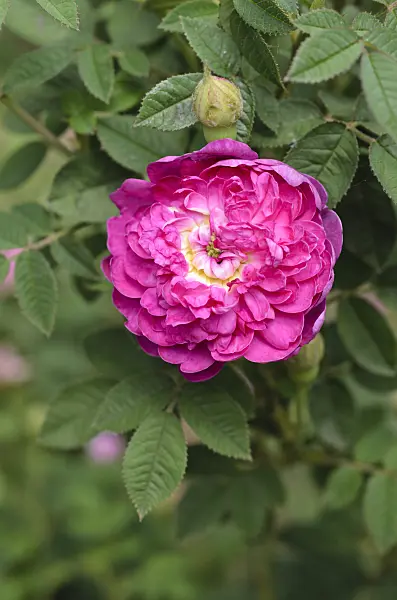 496385 - Cabbage rose (Rosa x centifolia 'Parviflora')