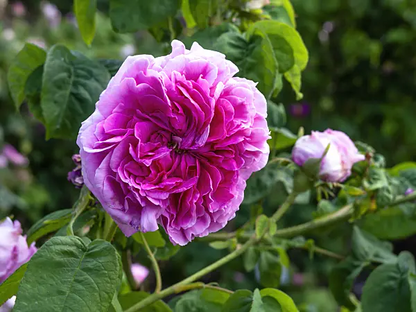 461042 - Cabbage rose (Rosa x centifolia 'Reime des Amateurs')