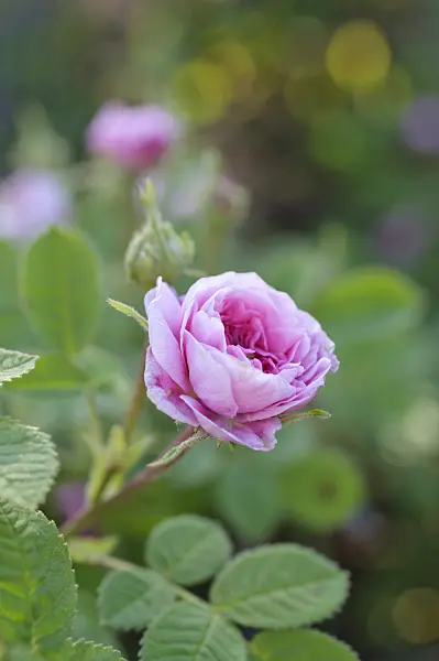 485002 - Cabbage rose (Rosa x centifolia 'Rose de Meaux')