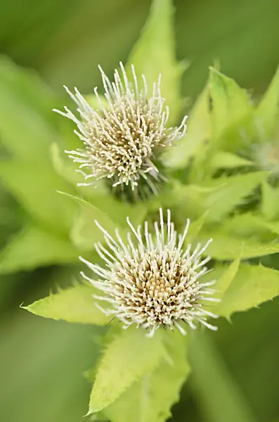 536154 - Cabbage thistle (Cirsium oleraceum)
