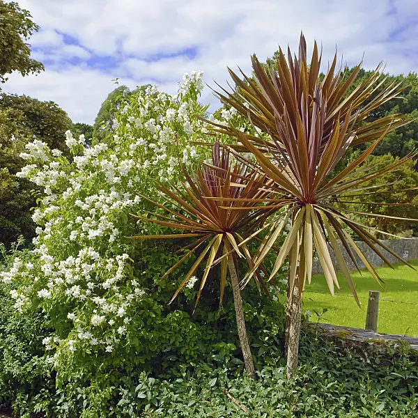 490047 - Cabbage tree (Cordyline australis 'Purpurea')