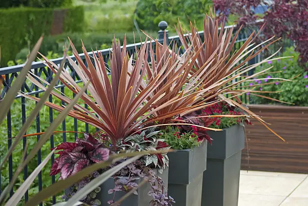 502158 - Cabbage tree (Cordyline australis 'Purpurea')