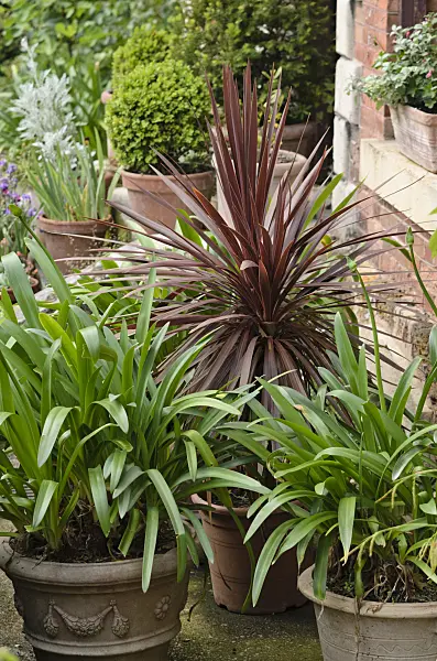 521363 - Cabbage tree (Cordyline australis 'Purpurea') and African lily (Agapanthus)