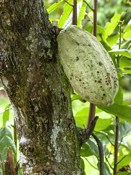 434342 - Cacao tree (Theobroma cacao)