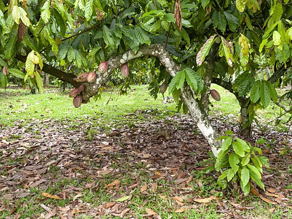 434343 - Cacao tree (Theobroma cacao)