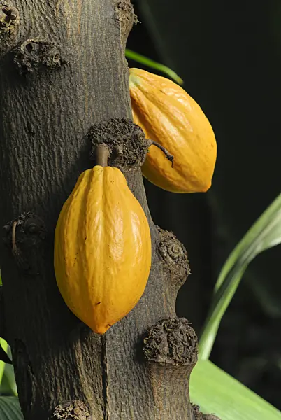 529072 - Cacao tree (Theobroma cacao)