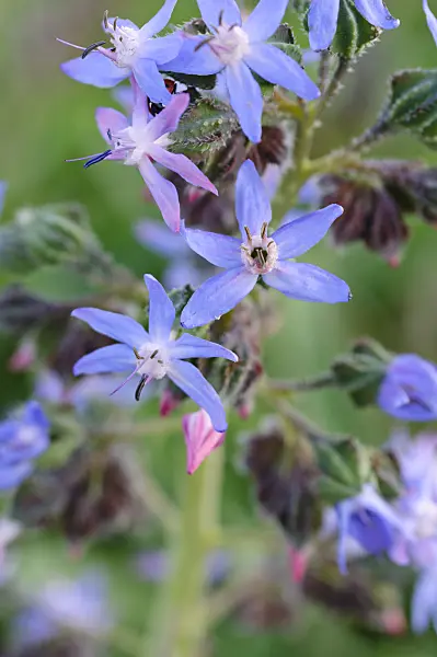 484189 - Caccinia macranthera