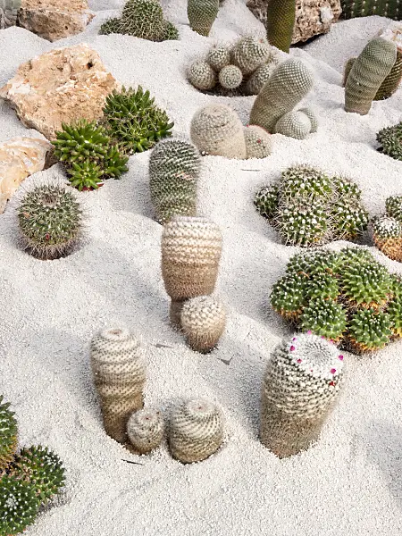 401001 - Cacti between stones and sand